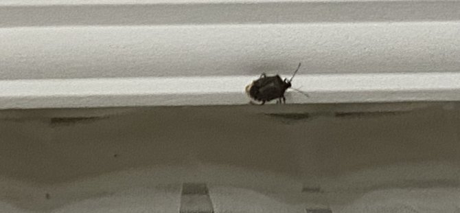 osuruk bocekleri vatandaslari canindan bezdirdi